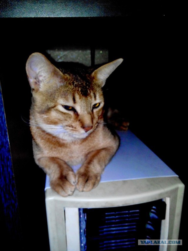 Котовторник.
