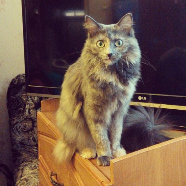 Про Тучку, которая стала Дымкой