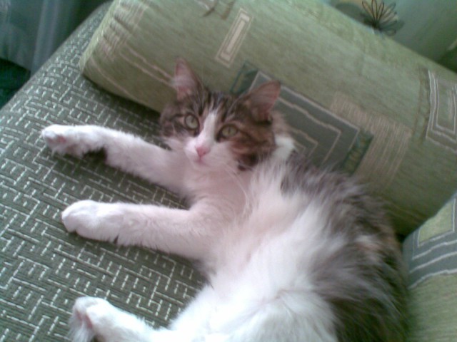 Котовторник