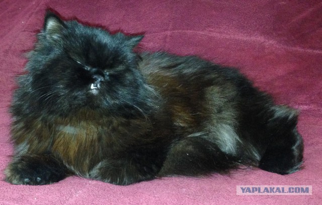 Котовторник   02.06.2015