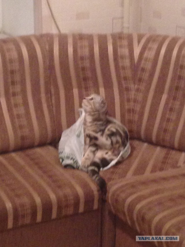 Котовторник 09.06.2015