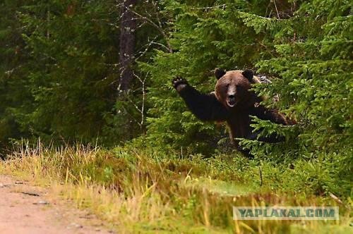 Фотожаба: Подвезите медведя