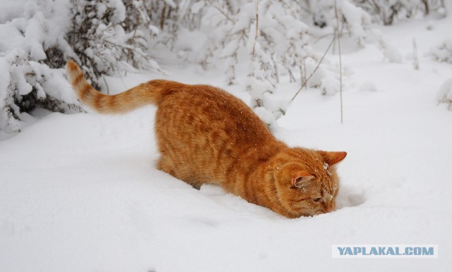 Котовторник 16.06.2015., Котовторник наступил!