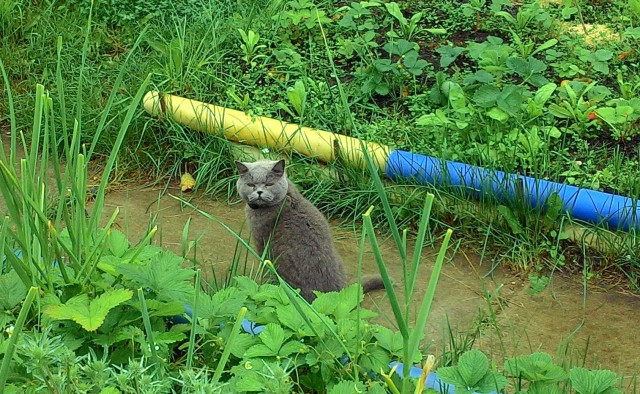 Котовторник 14.07.2015
