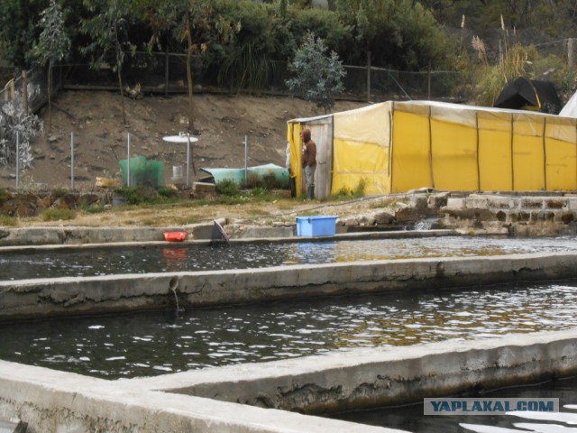 Рыбная ферма. Эквадор