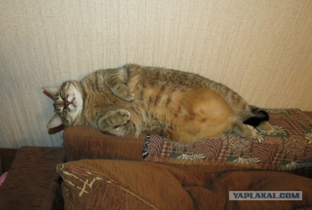 Котовторник 26.01.2016