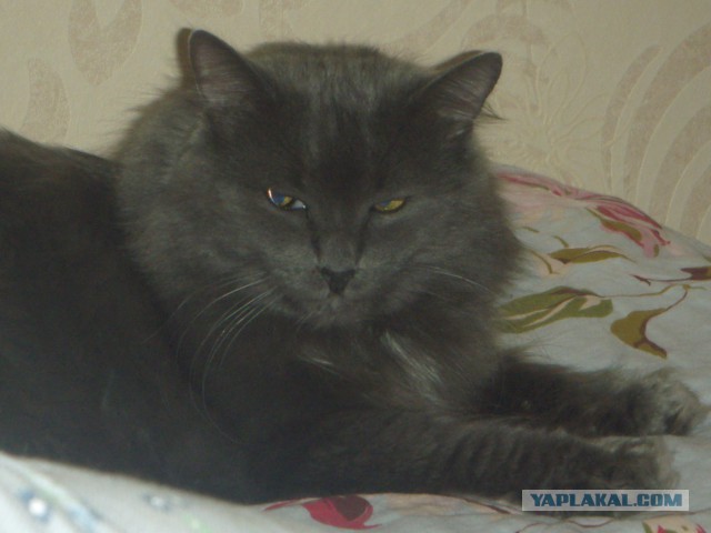 Восьмомартовский котовторник