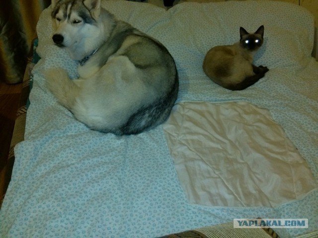 Интересные факты о сиамских кошках