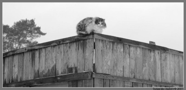 Котомет во вторник (11.12.2007)