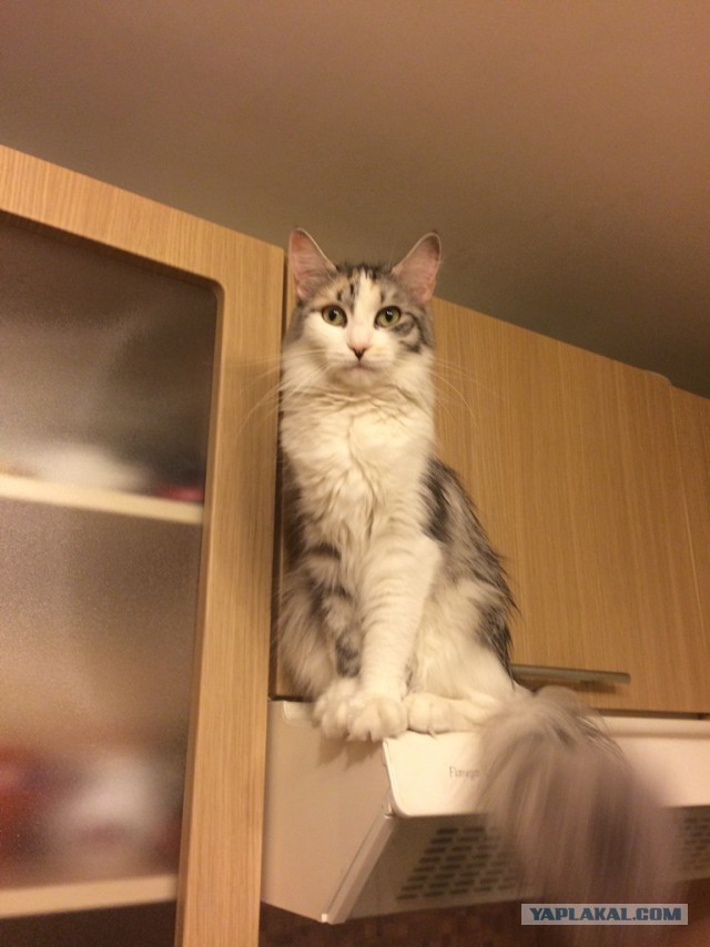 Котовторник 13.12.2016