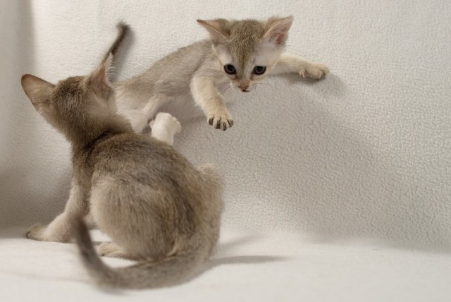 Коты из сети