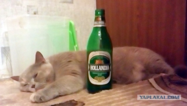 Кошкин день