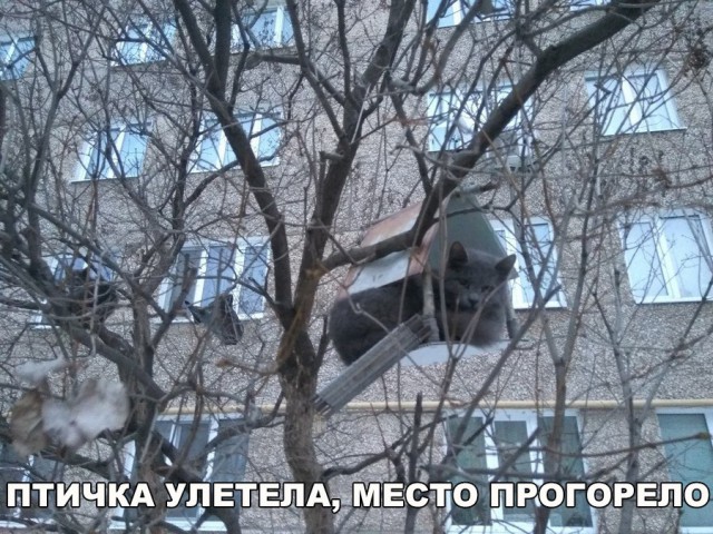 Коты и Кошки