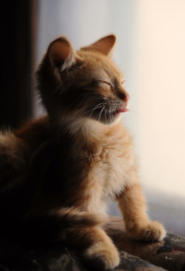 Коты и Кошки