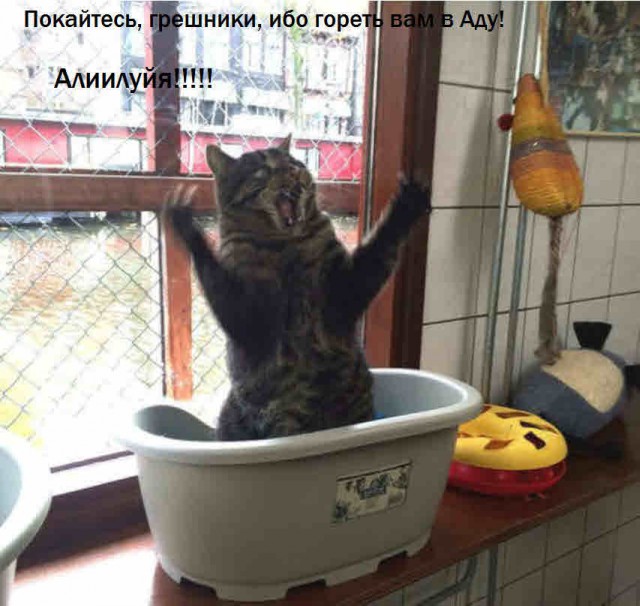 Коты. Отнюдь не ми-ми-ми.