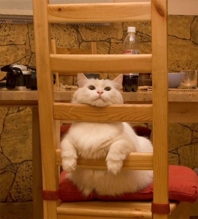Коты и Кошки