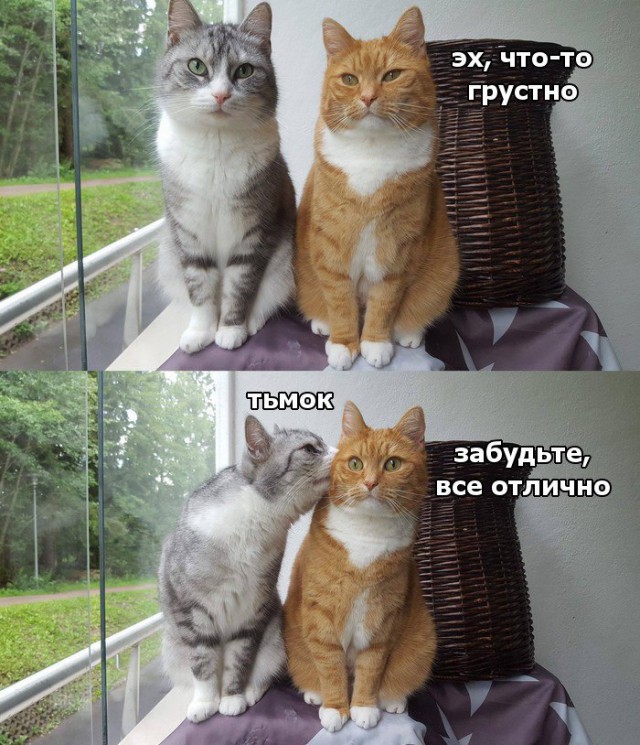 Коты и Кошки