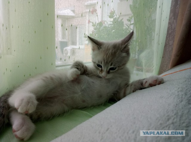 Котовторник  23.01.2018