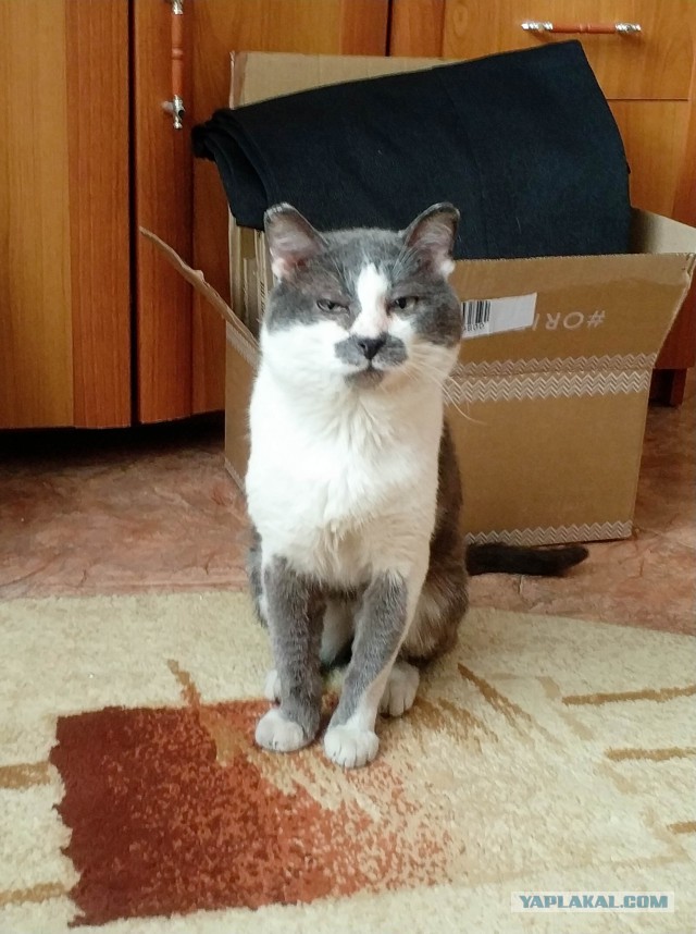 Котовторник 27.03.2018