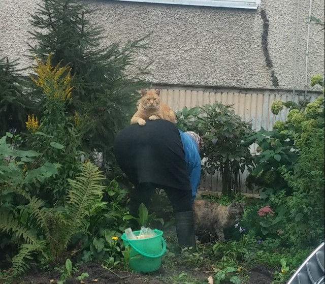 Ничего необычного, просто котик помогает хозяину на даче