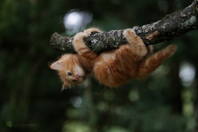Кот без прикрас