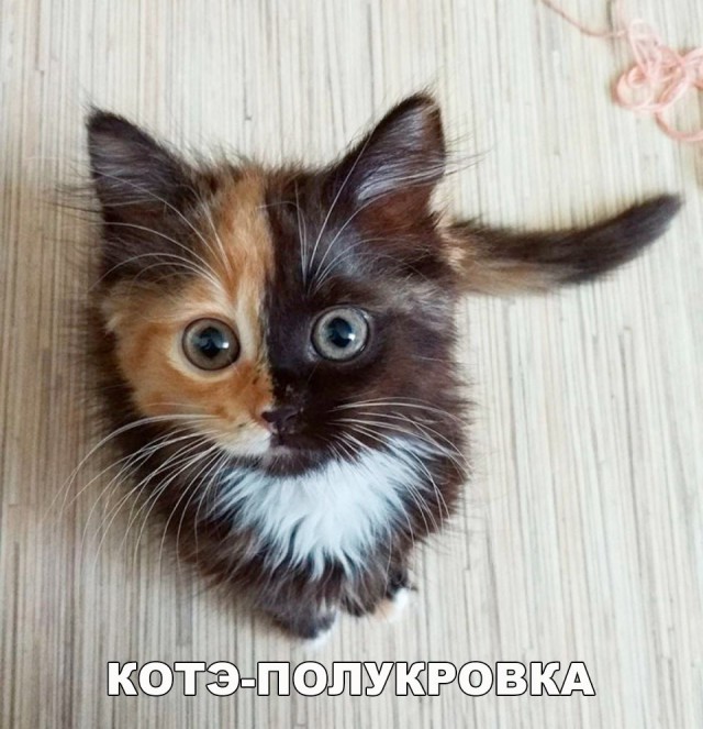 Неадекватные коты