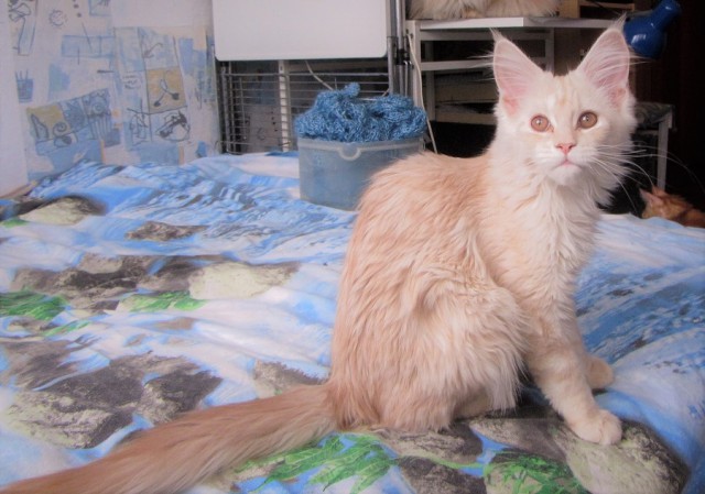 Котовторник 19.06.2018