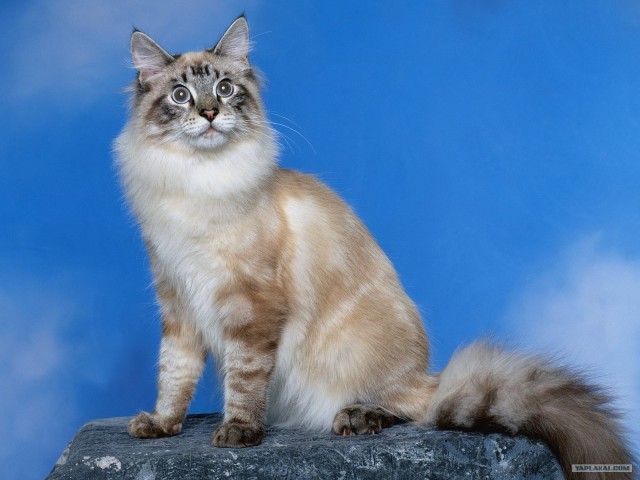 Котовторник (20.01)