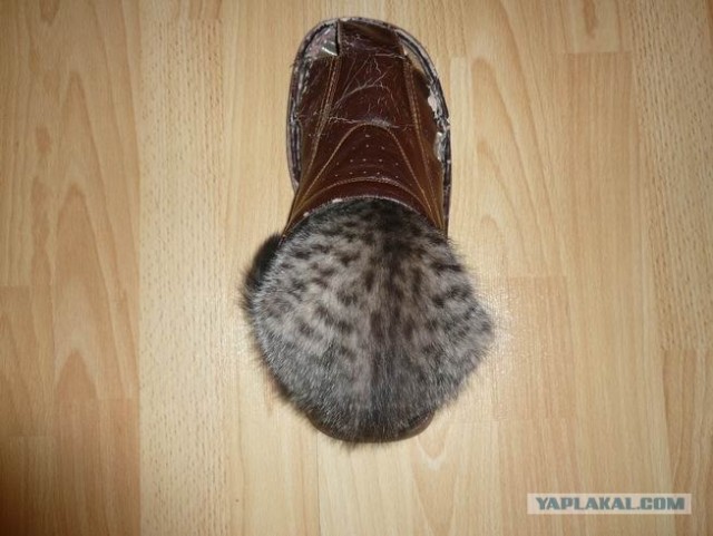 А вот и мы: котятовторник!