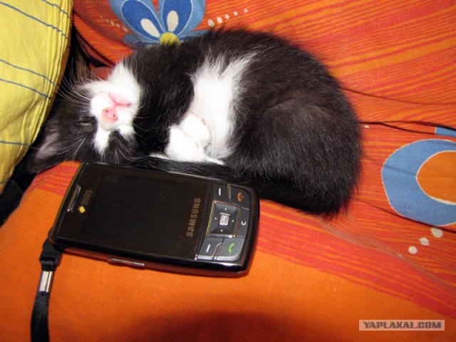 Сегодня котовторник, а котиков все нет