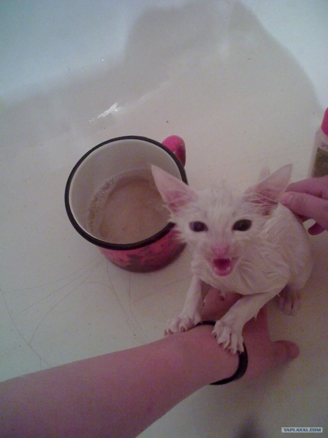 Котовторник