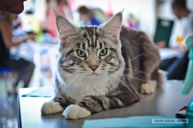Котовторник на середину июня