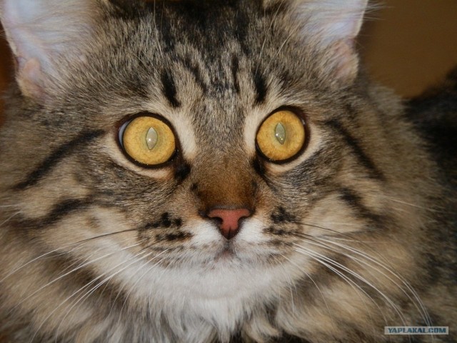 Котовторник с Кузей