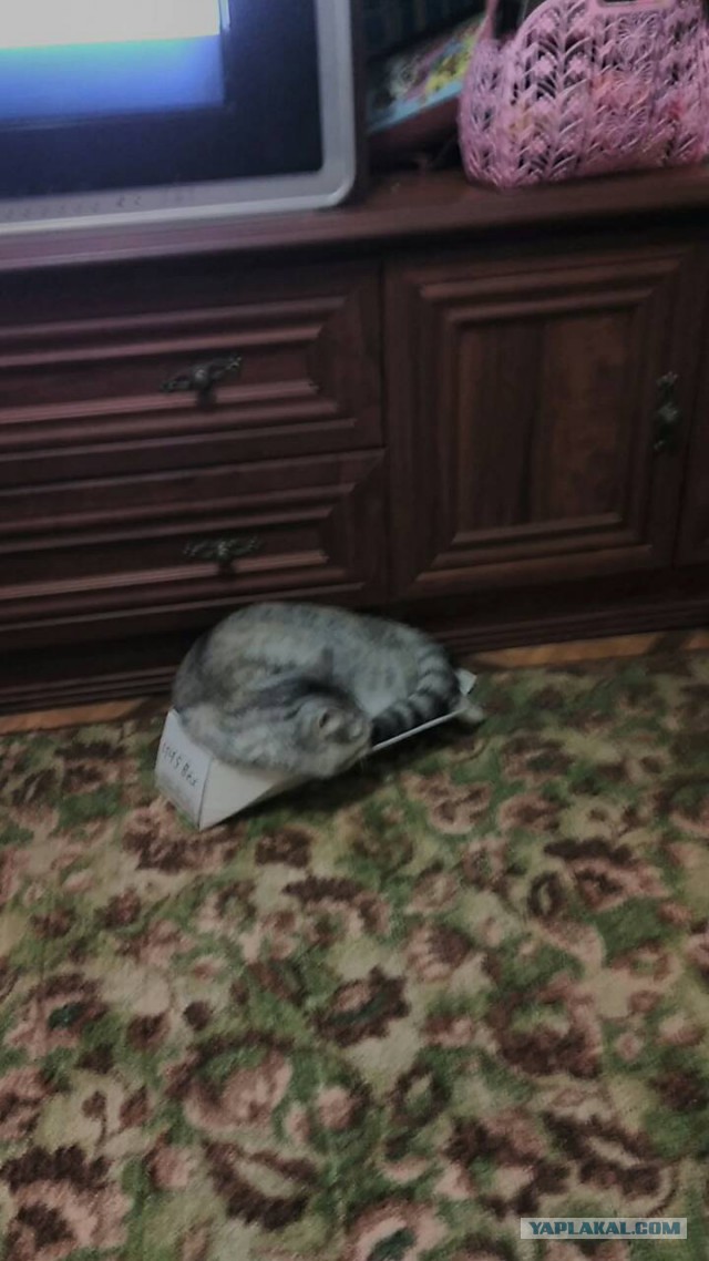 Домик для кота