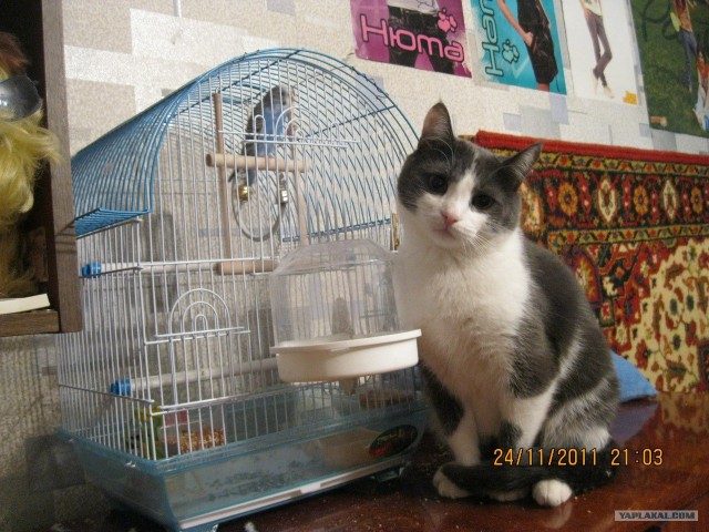 Котовторник 20.12.2011