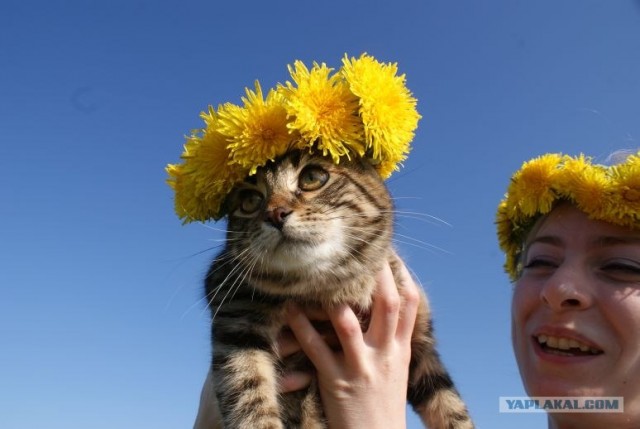 КОТОВТОРНИК (6.03.2012)