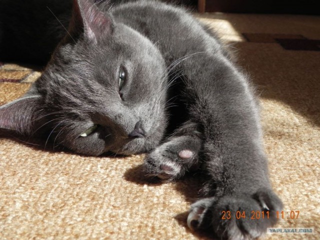 Котовторник 10.04.2012