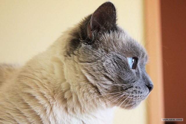 Котовторник 24.04.2012
