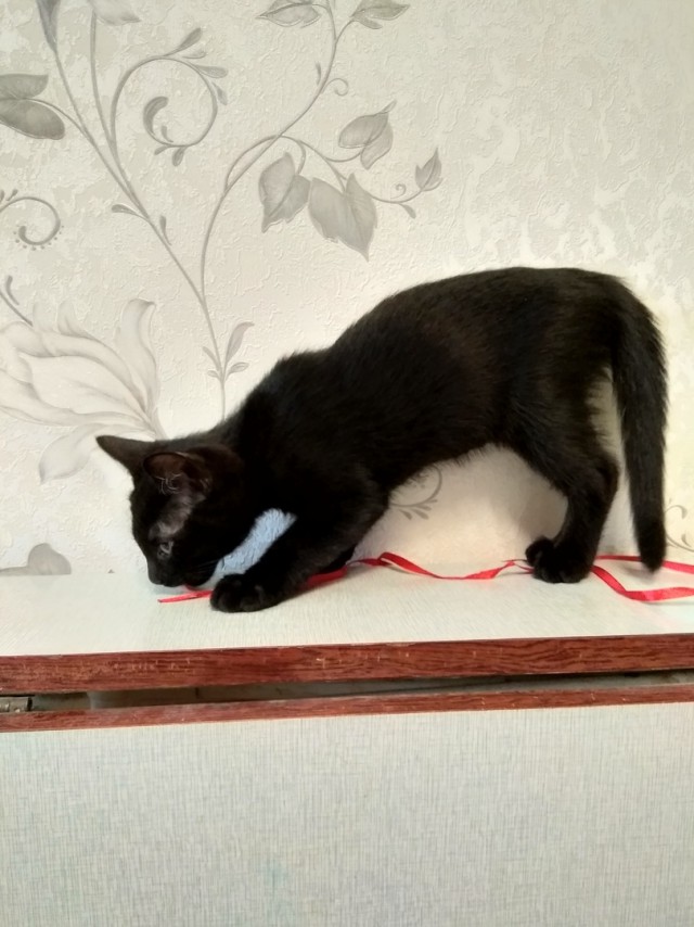 Прикольных котов пост