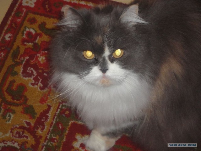 Котовторник  19.06.2012