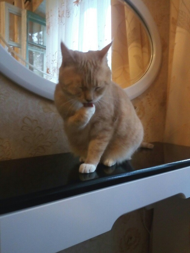 Живность из сети