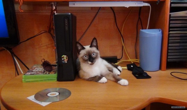 Котовторник  4.09.12
