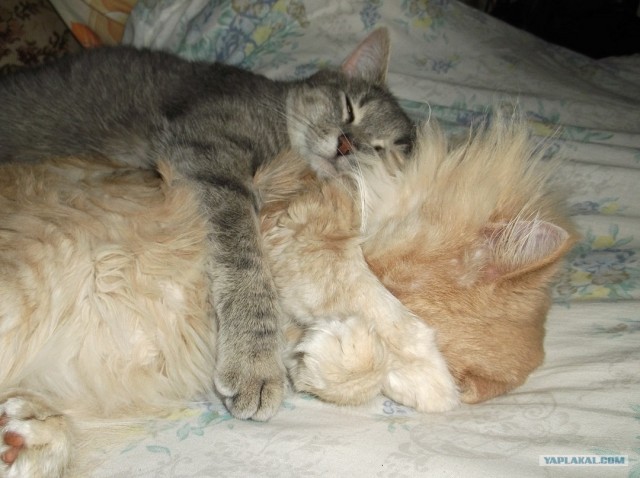 Котовторник ( 23.10. 2012. )