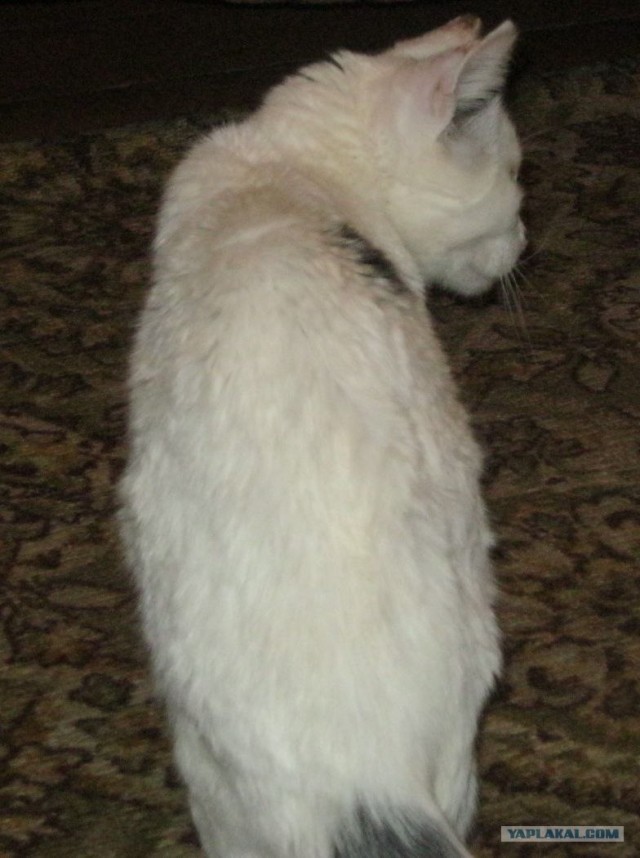 Новогодний Котовторник 01.01.2013