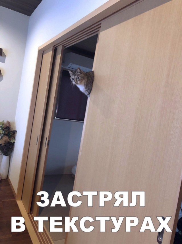 Забавные фото котеек