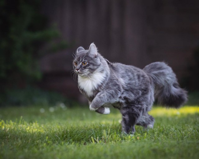 Котовторник однако