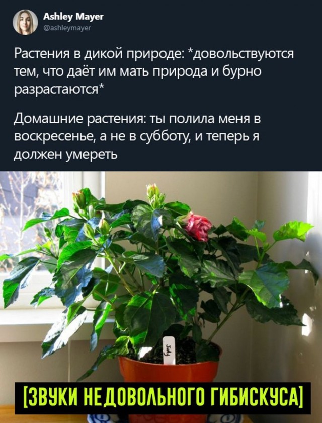 Сборник из разнык картинок