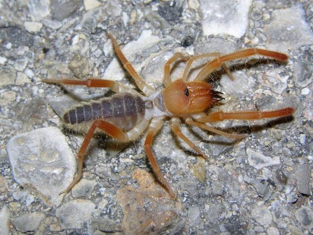 Самые большие насекомые в мире