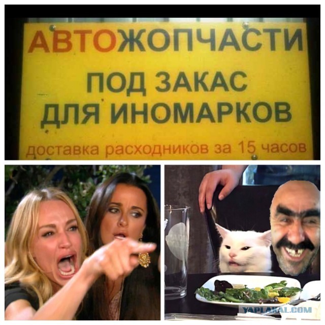Прошёл целый год! А они всё орут на бедного котика
