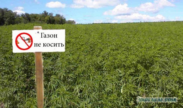 Фотожаба: По газонам не ходить!